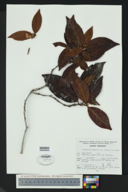 Image of Alibertia edulis