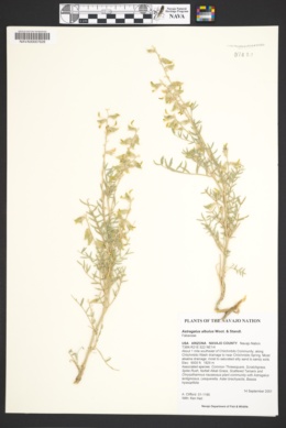 Astragalus albulus image
