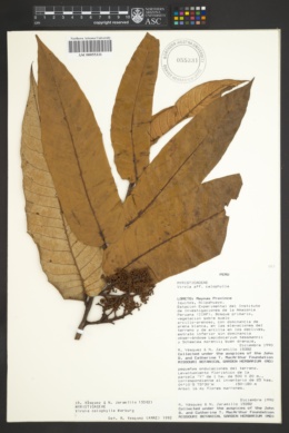 Image of Virola calophylla