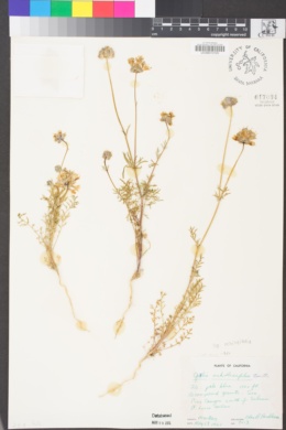 Gilia achilleifolia subsp. achilleifolia image