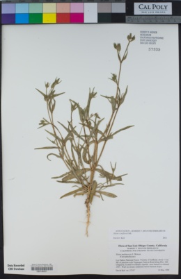 Silene coniflora image