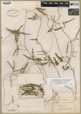 Phaseolus acutifolius var. tenuifolius image