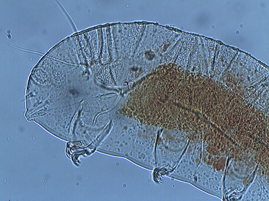 Image of Echiniscus pusae