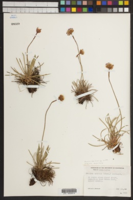 Armeria maritima subsp. arctica image