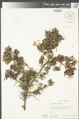 Pickeringia montana image