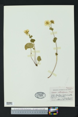 Image of Geum calthifolium