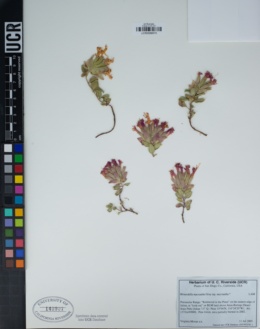 Monardella macrantha image