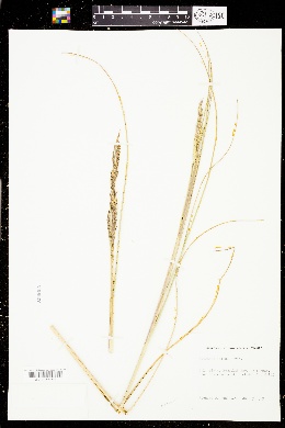Spartina densiflora image