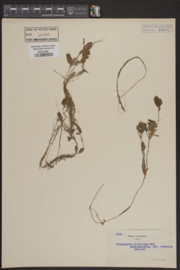 Image of Potamogeton dimorphus