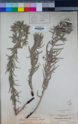 Image of Lithospermum pilosum