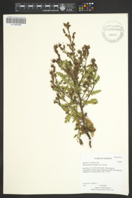 Phacelia buell-vivariensis image