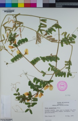 Image of Vicia grandiflora