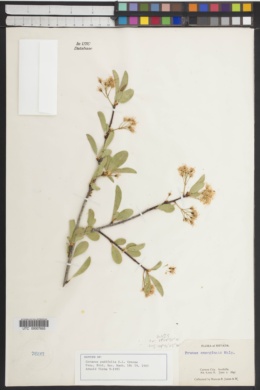 Image of Cerasus padifolia