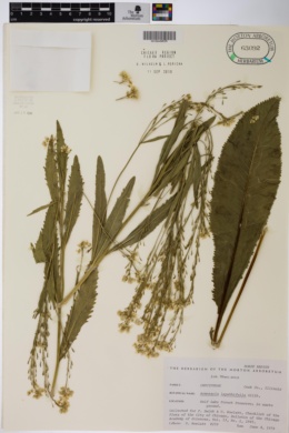 Image of Armoracia lapathifolia