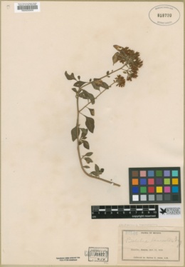 Salpianthus macrodontus image