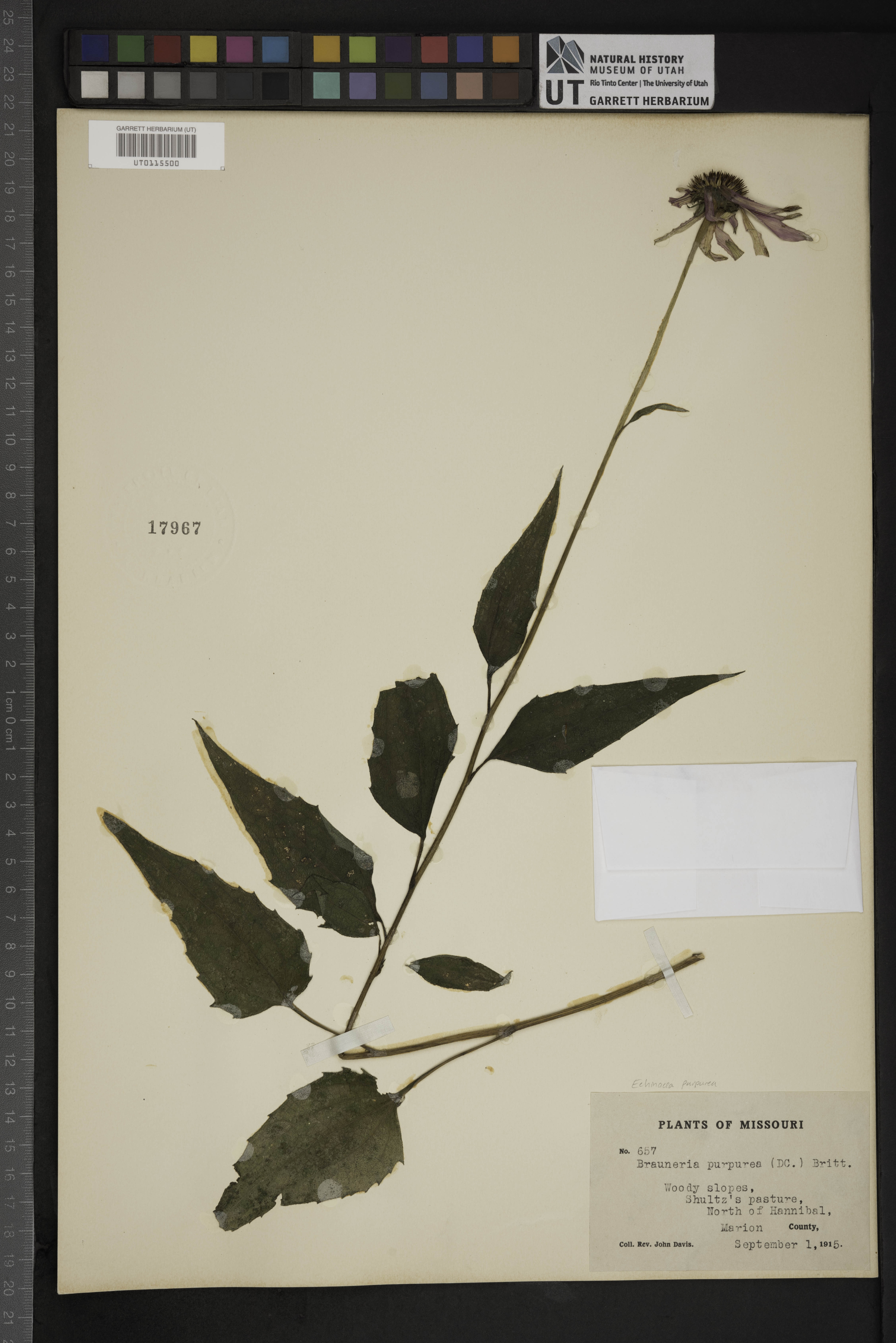 Echeandia parviflora image