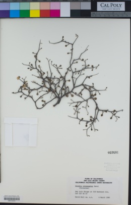 Image of Corokia cotoneaster