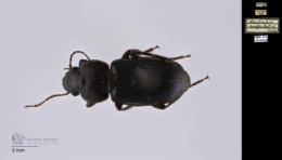 Image of Harpalus amputatus