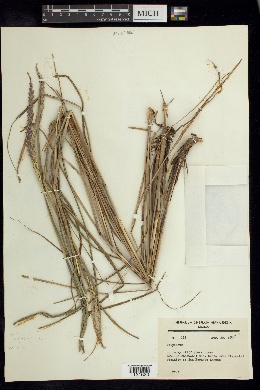 Tripsacum lanceolatum image
