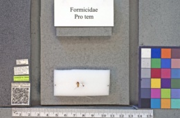 Camponotus atriceps image
