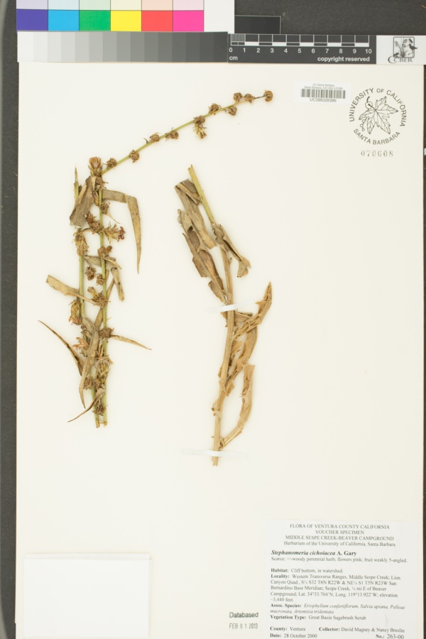 Stephanomeria cichoriacea image