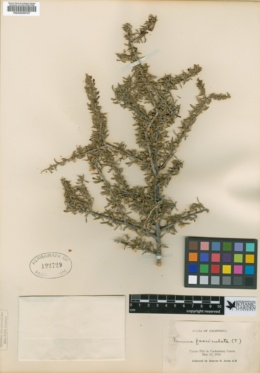 Prunus fasciculata image