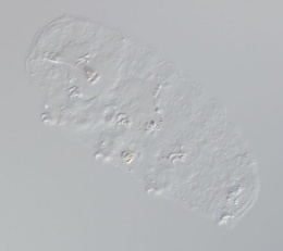 Hypsibius biscuitiformis image