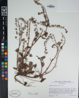 Phacelia longipes image