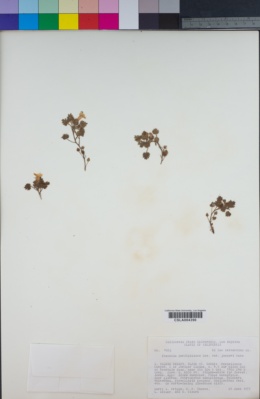 Phacelia perityloides image