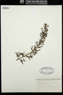Scrophularia californica image