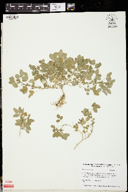 Trifolium boissieri image