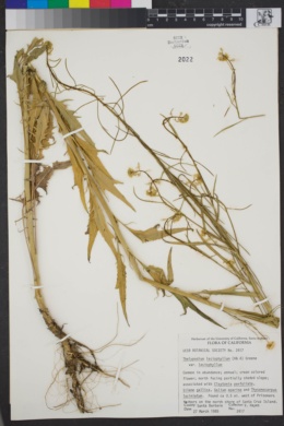 Caulanthus lasiophyllus var. lasiophyllus image