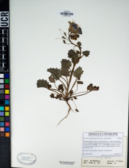 Phacelia campanularia var. campanularia image