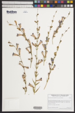 Penstemon heterophyllus subsp. purdyi image
