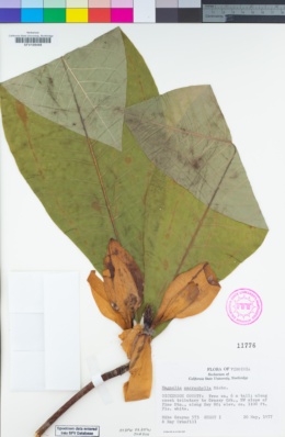 Image of Magnolia macrophylla