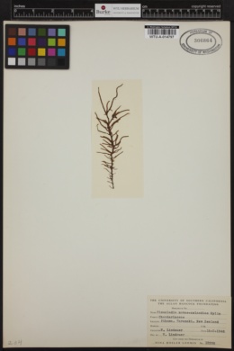 Tinocladia novae-zelandiae image