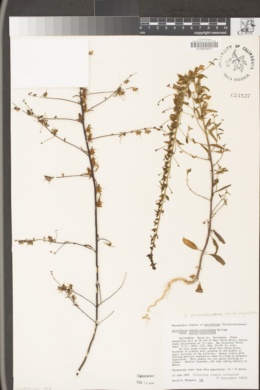 Antirrhinum vexillocalyculatum subsp. vexillocalyculatum image