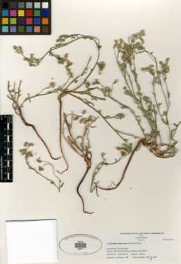 Image of Cryptantha mohavensis