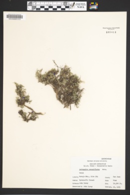 Astragalus sesquiflorus image