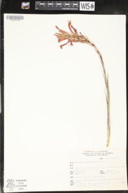 Pitcairnia karwinskyana image