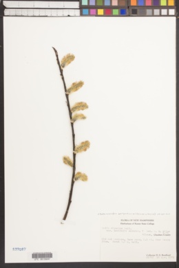 Salix × conifera image