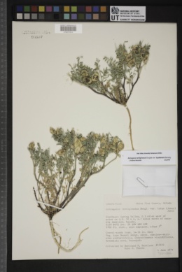 Astragalus lentiginosus var. toyabensis image