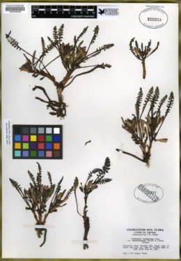 Pedicularis semibarbata image