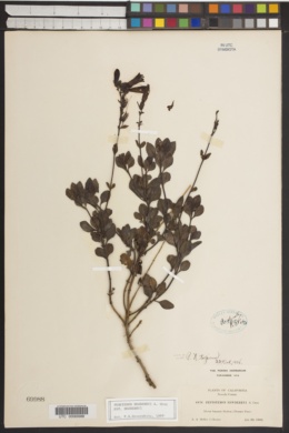 Penstemon newberryi subsp. newberryi image