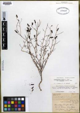 Cordylanthus pilosus var. brunneus image