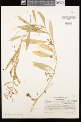 Lobelia cardinalis image