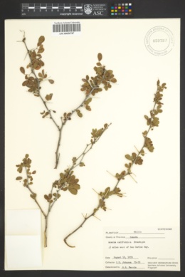 Acacia californica image