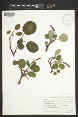 Salix reticulata subsp. orbicularis image