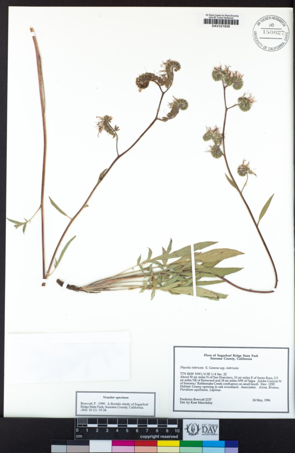 Phacelia imbricata subsp. imbricata image