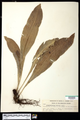 Image of Elaphoglossum fauriei
